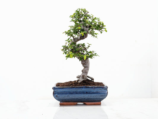 Chinese Elm Bonsai and Care Kit in 18cm Navy Ceramic Pot