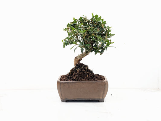 Dwarf Olive  Bonsai