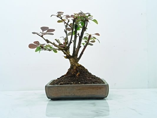Berberis  Bonsai Tree - 18cm Ceramic Dish