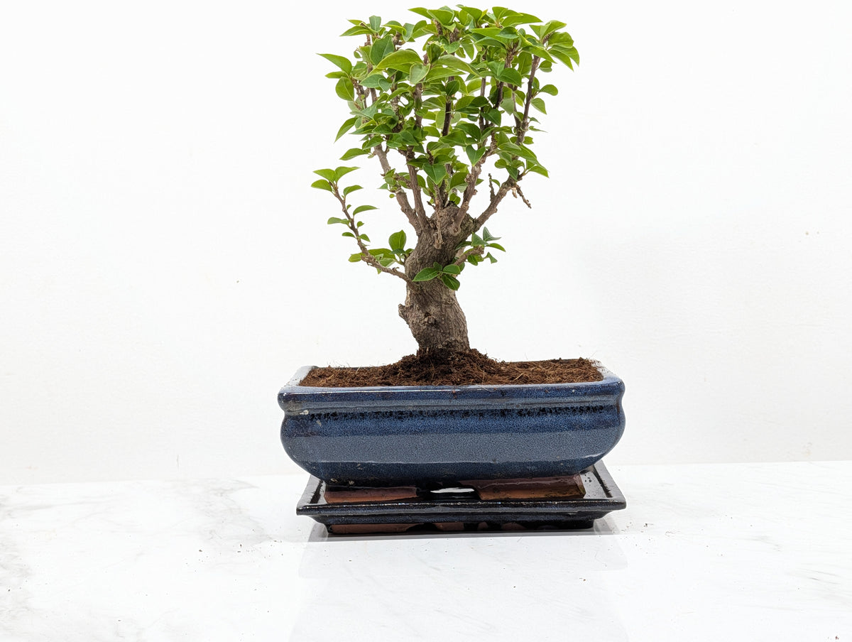 Bougainvillea - Pink Flowering Bonsai 20cm Blue Pot