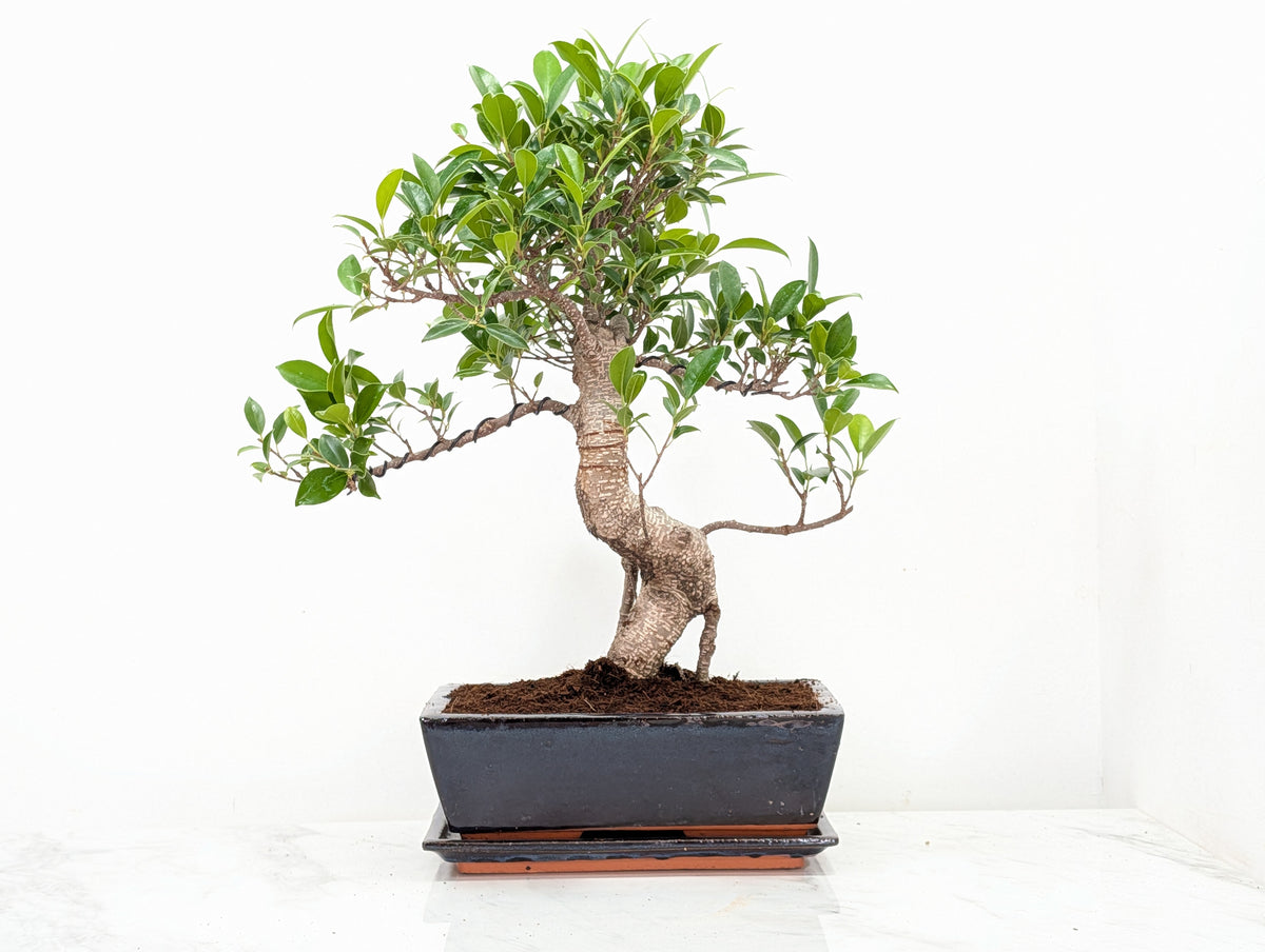 Banyan Fig Bonsai -25cm Blue Pot /Tray + Care Kit