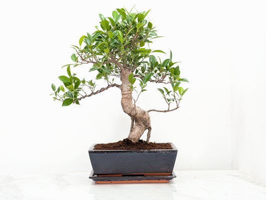 Banyan Fig Bonsai -25cm Blue Pot /Tray + Care Kit