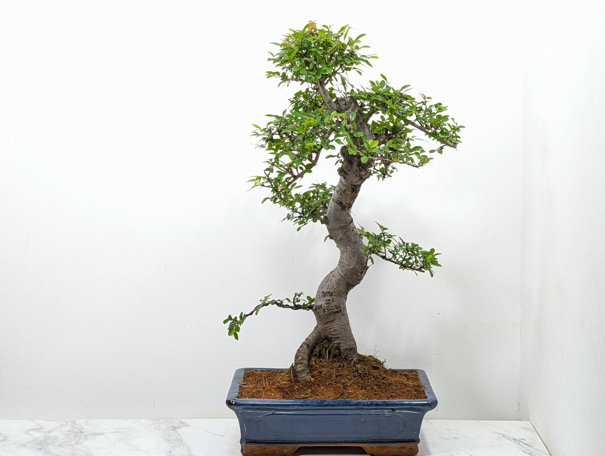 Large Chinese Elm Bonsai in 30cm Blue Ceramic Pot