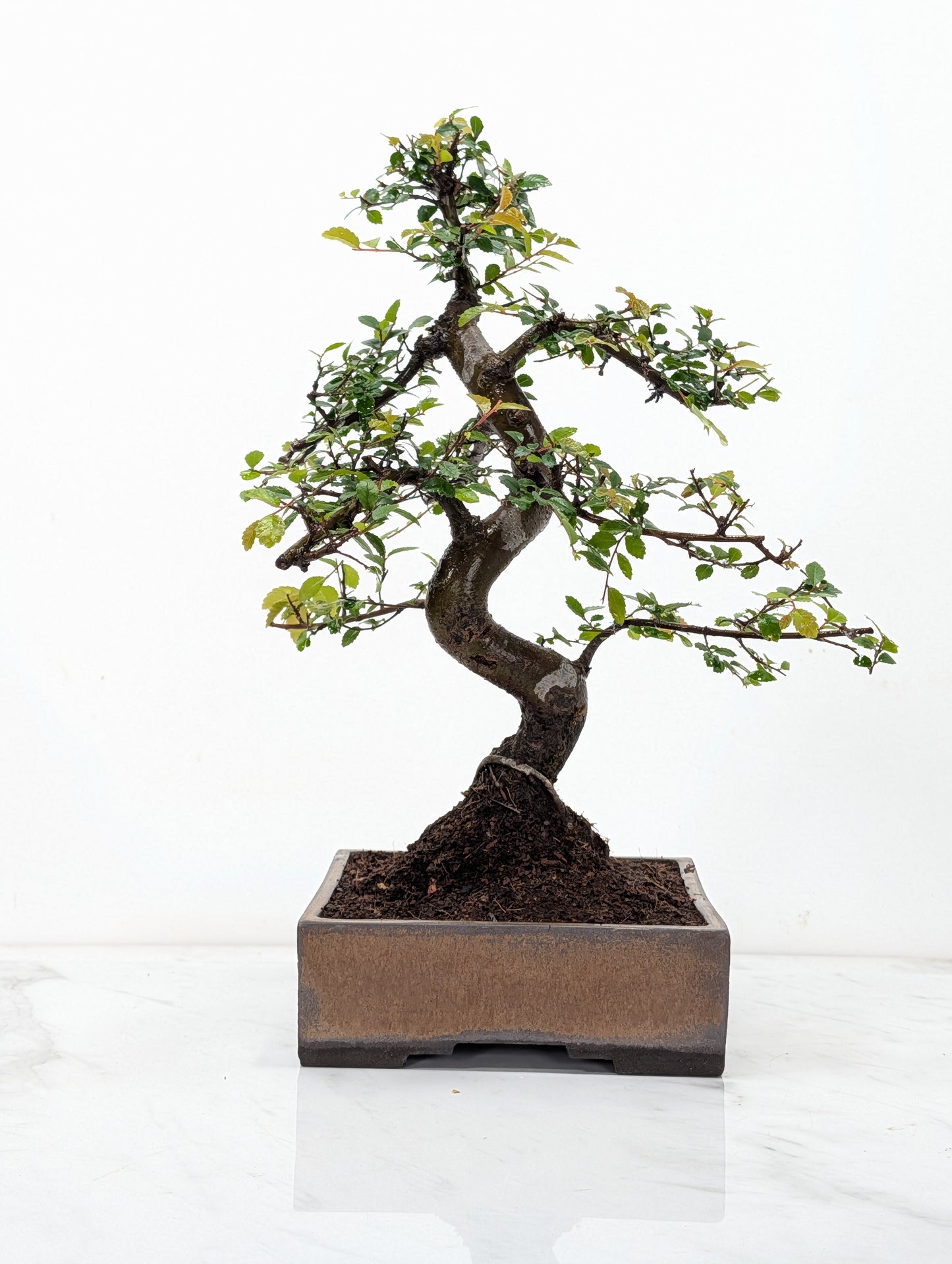 Chinese Elm Bonsai and Care Kit in 17cm Venus Brown Ceramic Dish