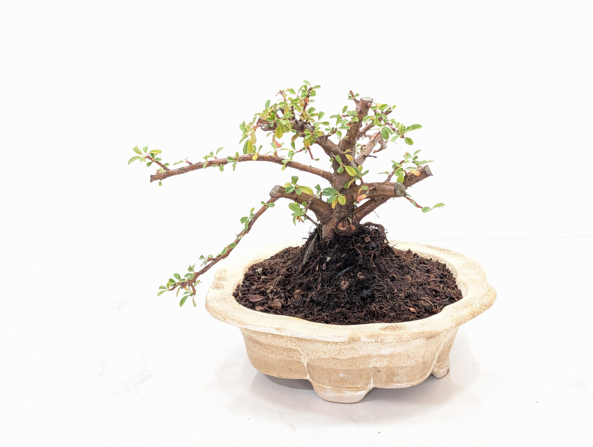 Cotoneaster Bonsai Starter Tree