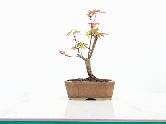 Deshojo Japanese Maple Bonsai + Care Kit