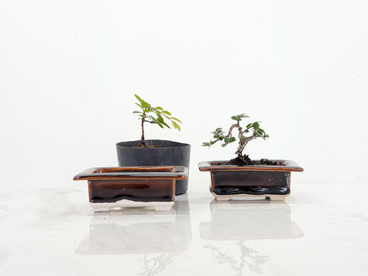Chinese Elm Bonsai Starter Bundle