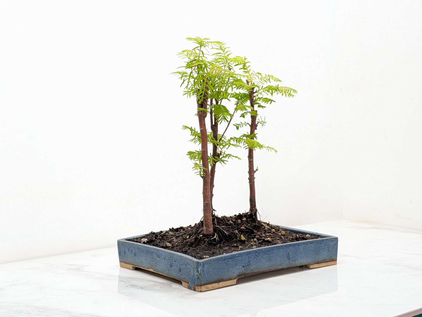 Dawn Redwood Bonsai 3 Tree Group