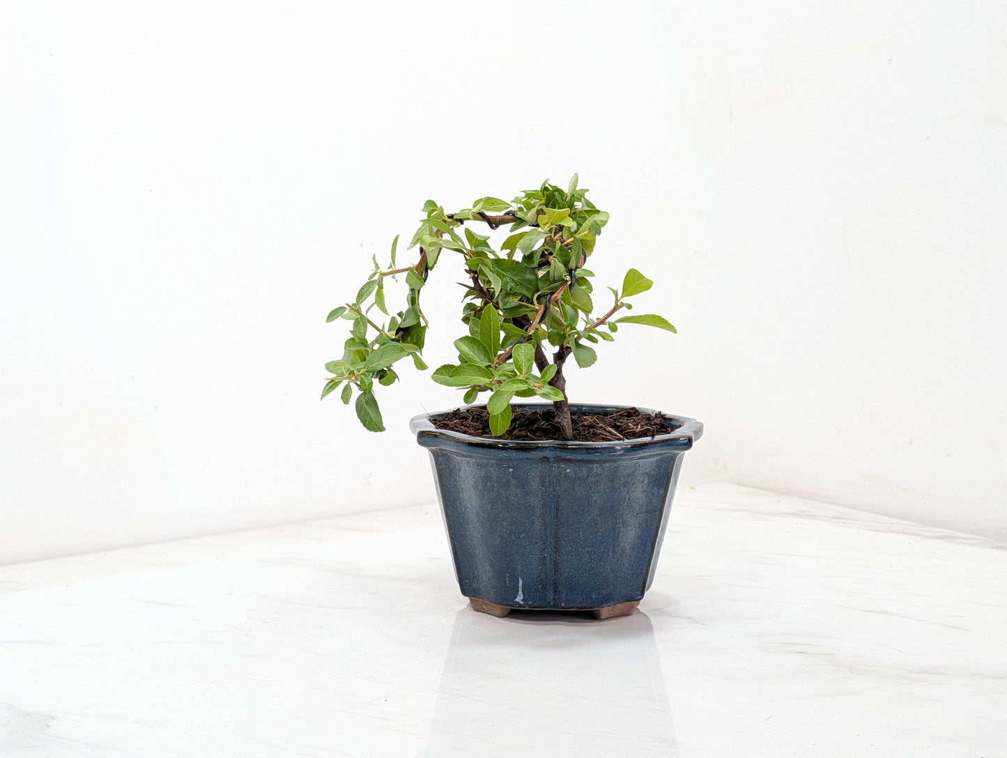 Pyracantha Bonsai Starter Tree