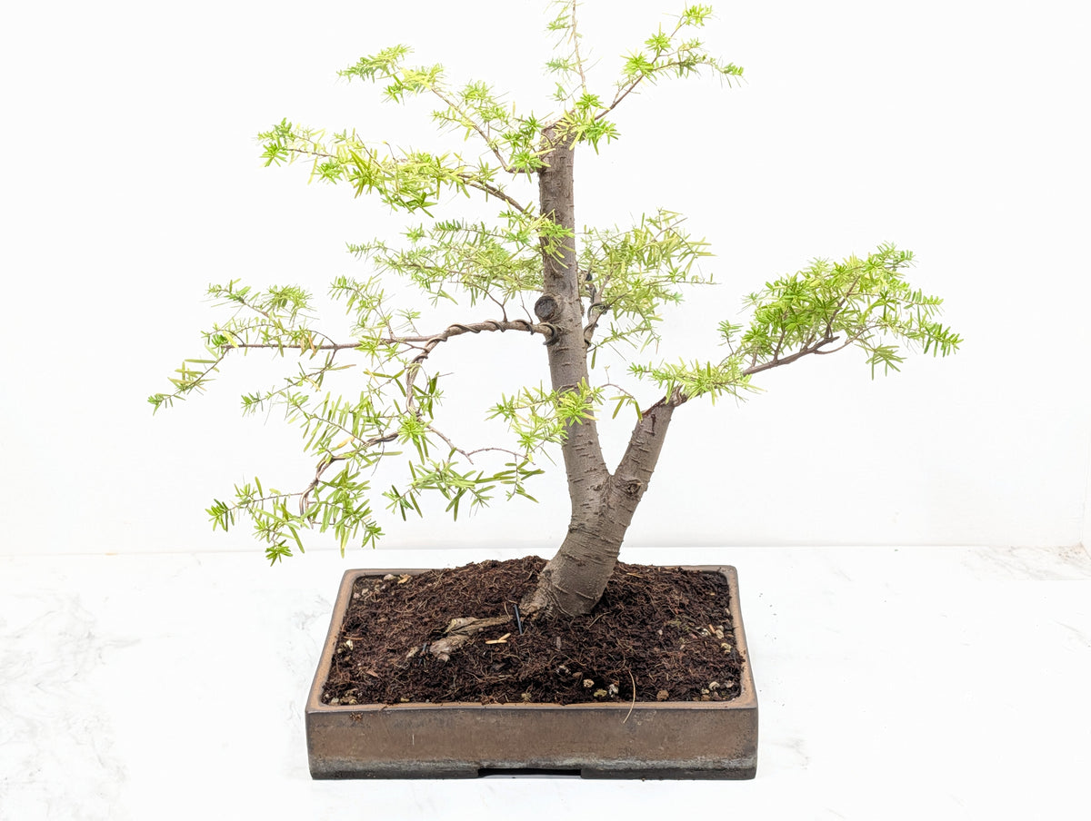 Eastern Hemlock - Tsuga   Bonsai