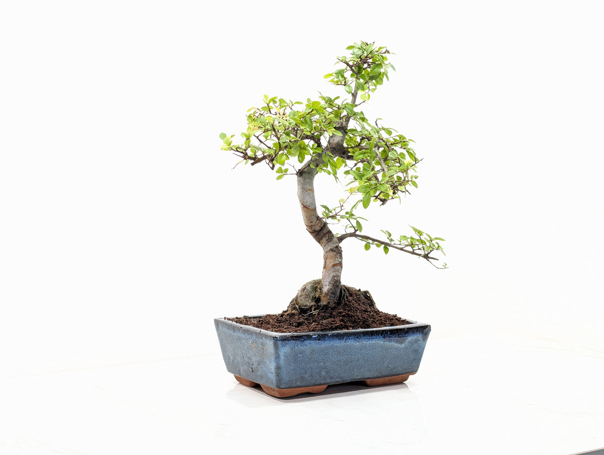 Chinese Elm Bonsai and Care Kit in 18cm Navy Ceramic Pot