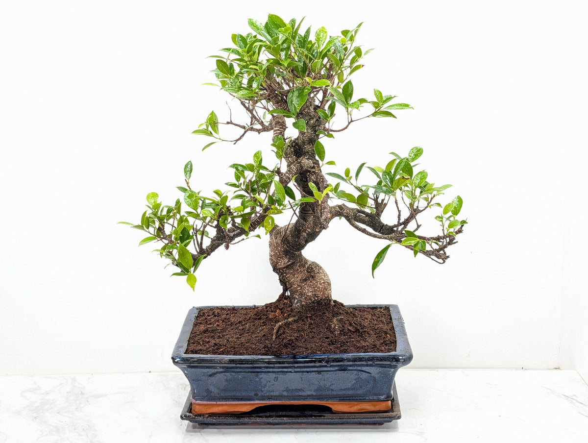 Banyan Fig Bonsai 30cm Navy Pot