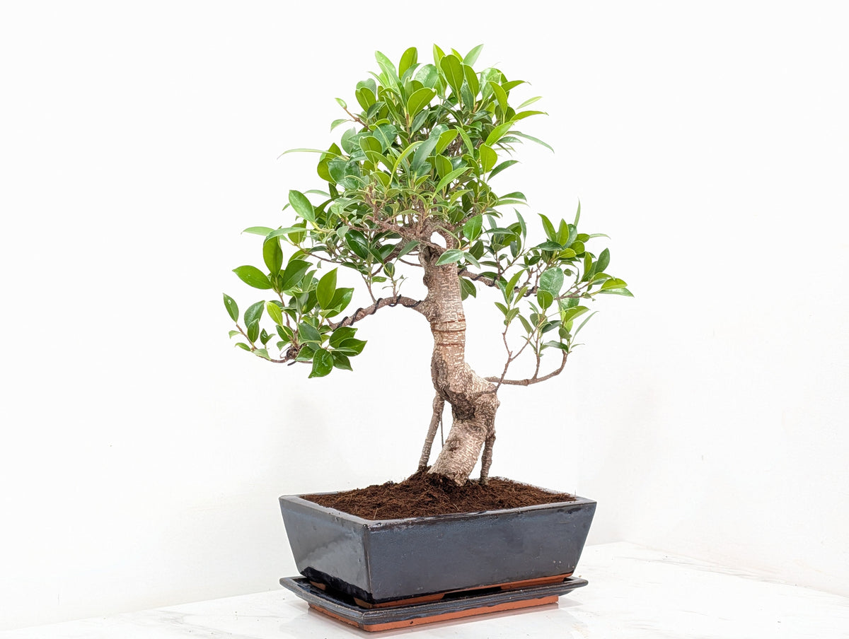Banyan Fig Bonsai -25cm Blue Pot /Tray + Care Kit