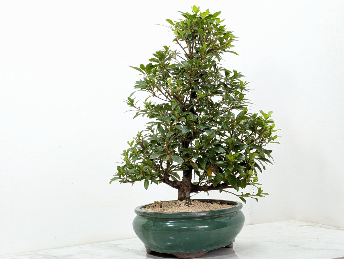 Satsuki Azalea Bonsai & Care Kit
