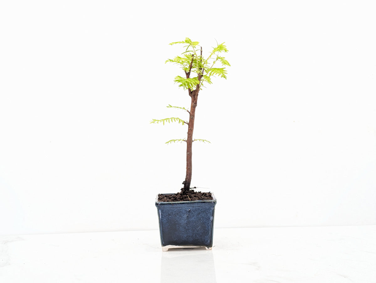 Dawn Redwood Bonsai Starter Tree
