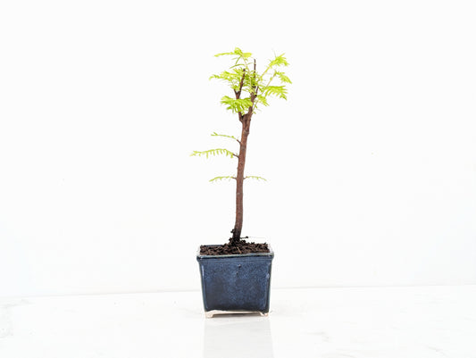 Dawn Redwood Bonsai Starter Tree