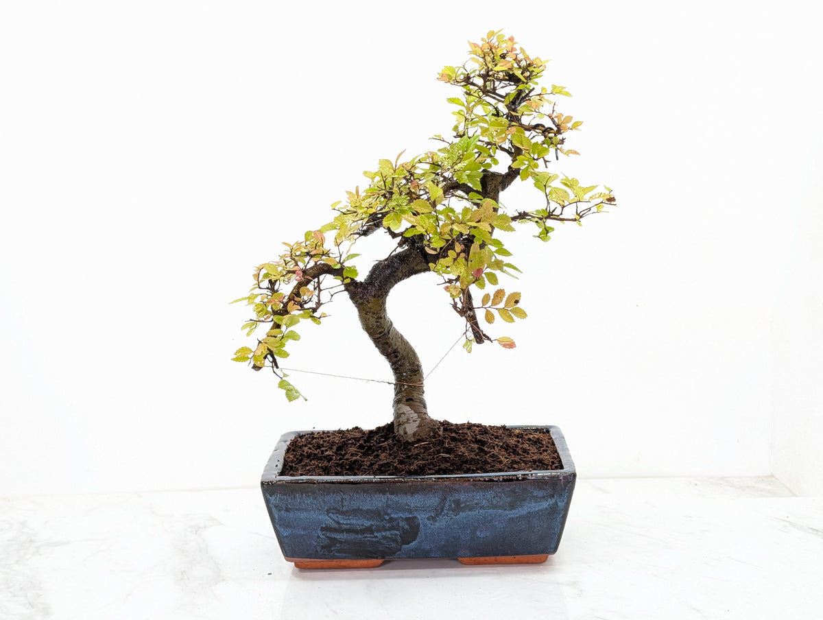 Chinese Elm Bonsai and Care Kit in 25cm Navy Ceramic Pot