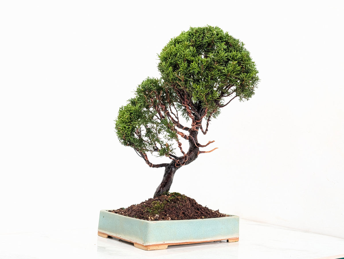 Juniper - Japanese Imported Bonsai