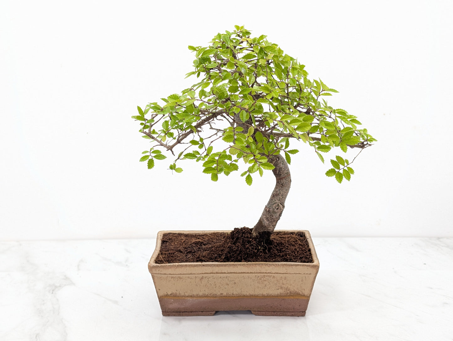 Chinese Elm Bonsai in 17cm Topaz Deep Ceramic Pot + Care Kit