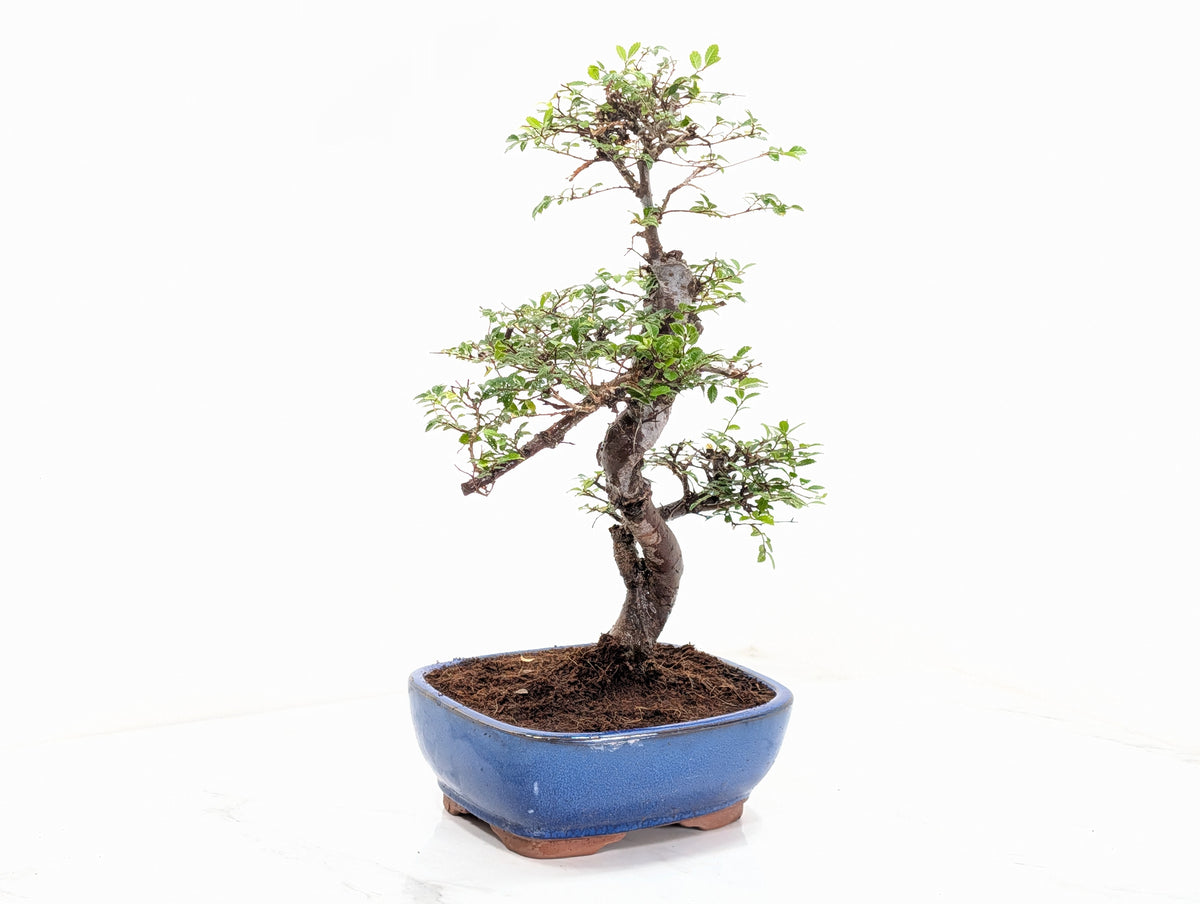 Chinese Elm Bonsai in 19cm Blue Oval  Ceramic & Care Kit