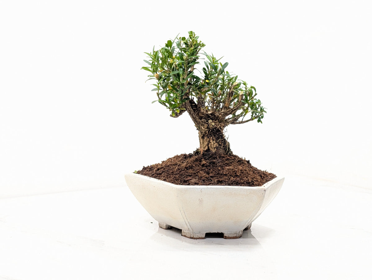 Chinese Box  Bonsai - Buxus  - 17cm Hexagon Dish