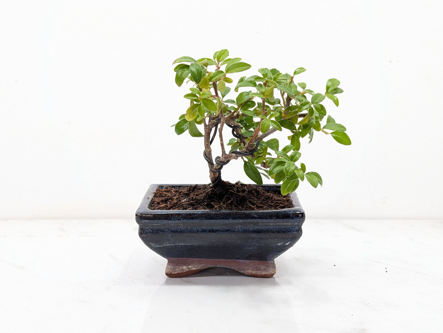 Cotoneaster Bonsai Starter Tree