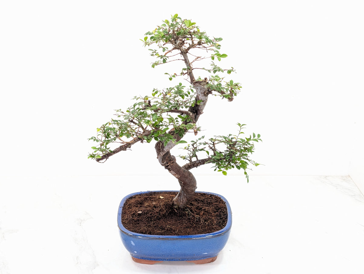 Chinese Elm Bonsai in 19cm Blue Oval  Ceramic & Care Kit