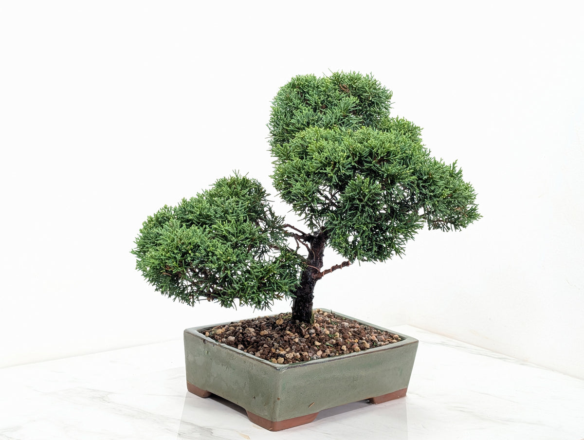 Juniper - Japanese Imported Bonsai