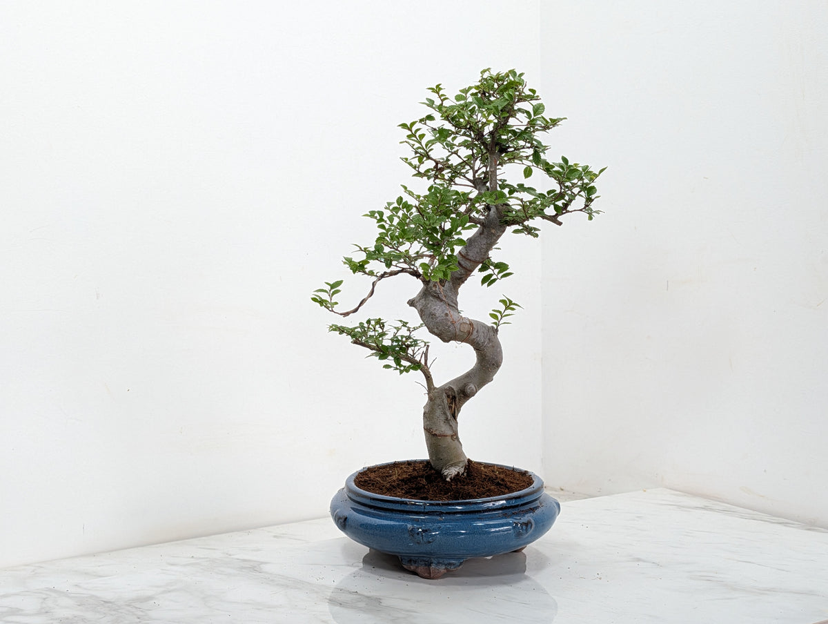 Chinese Elm Bonsai and Care Kit in 21cm Blue Round Ceramic Pot