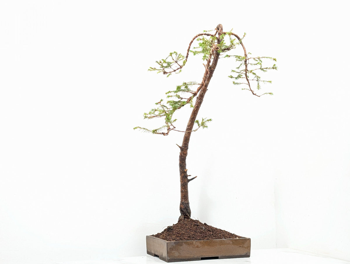 Spruce Bonsai - 25cm Venus Brown Ceramic