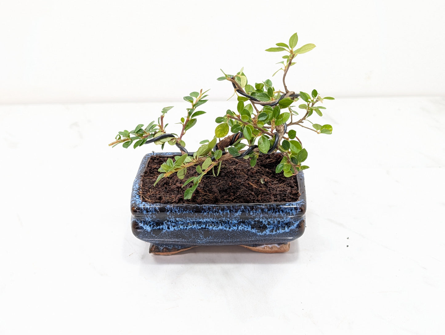 Cotoneaster Bonsai Starter Tree