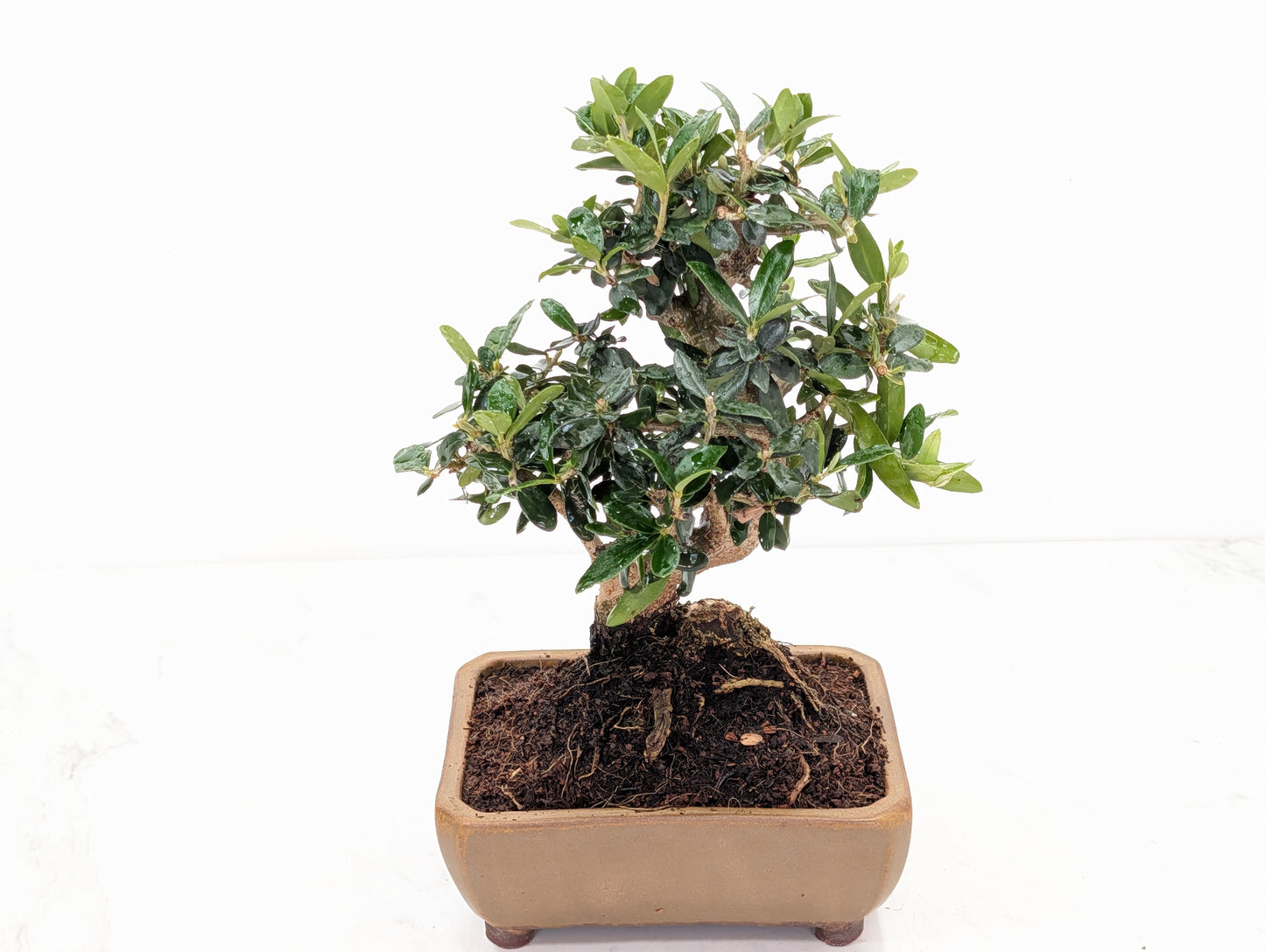 Dwarf Olive  Bonsai