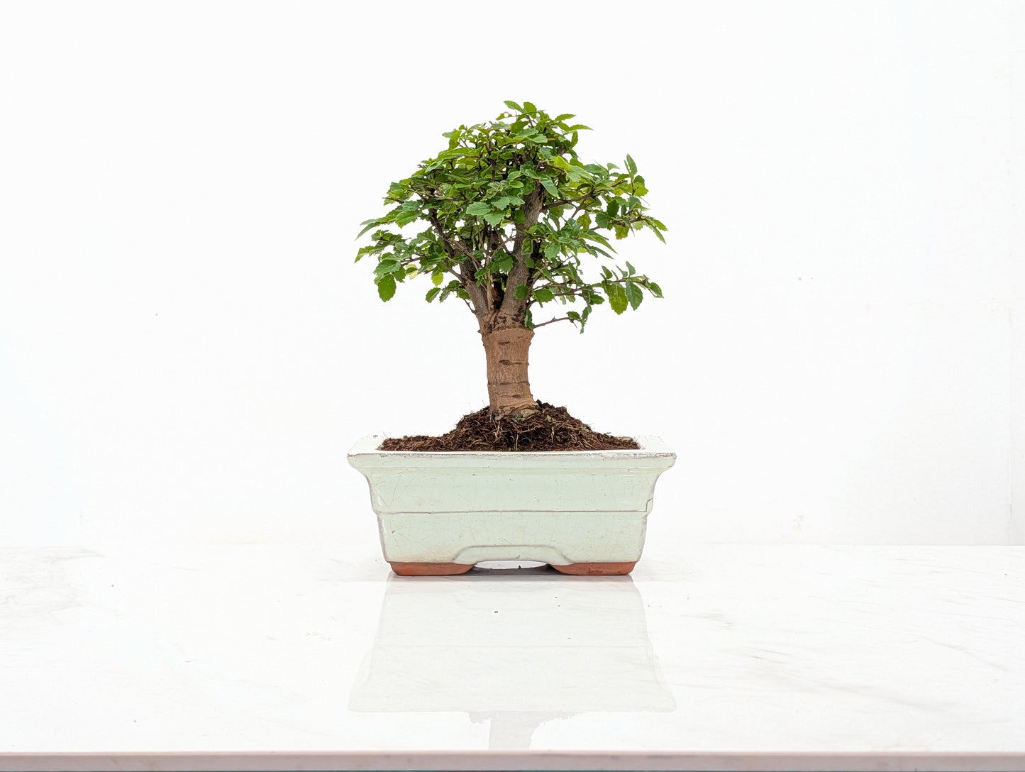 Chinese Elm Bonsai and Care Kit in 15cm Cream Ceramic Pot
