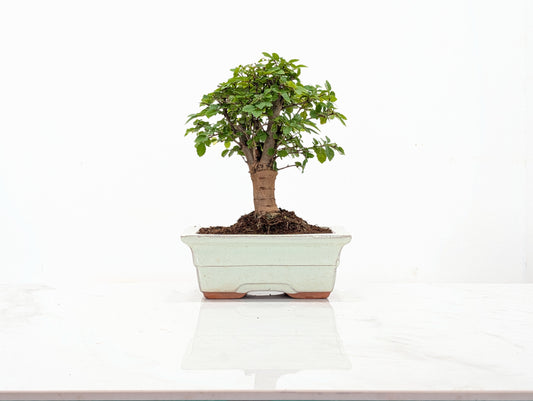 Chinese Elm Bonsai and Care Kit in 15cm Cream Ceramic Pot