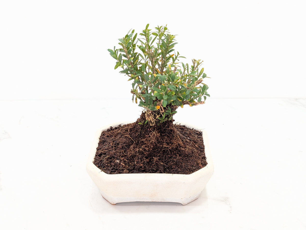 Chinese Box  Bonsai   - 14 cm Romantic Cream Dish