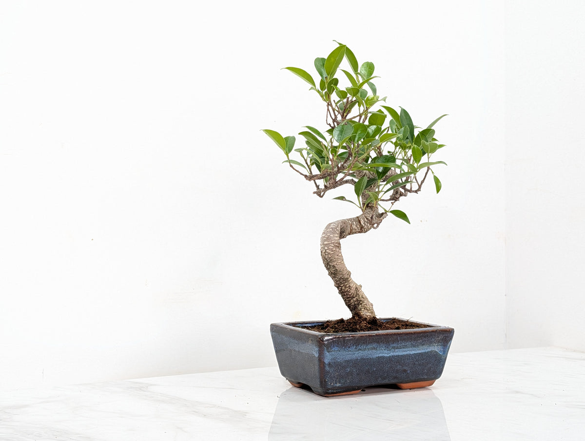 Banyan Fig Bonsai -15cm Navy Pot