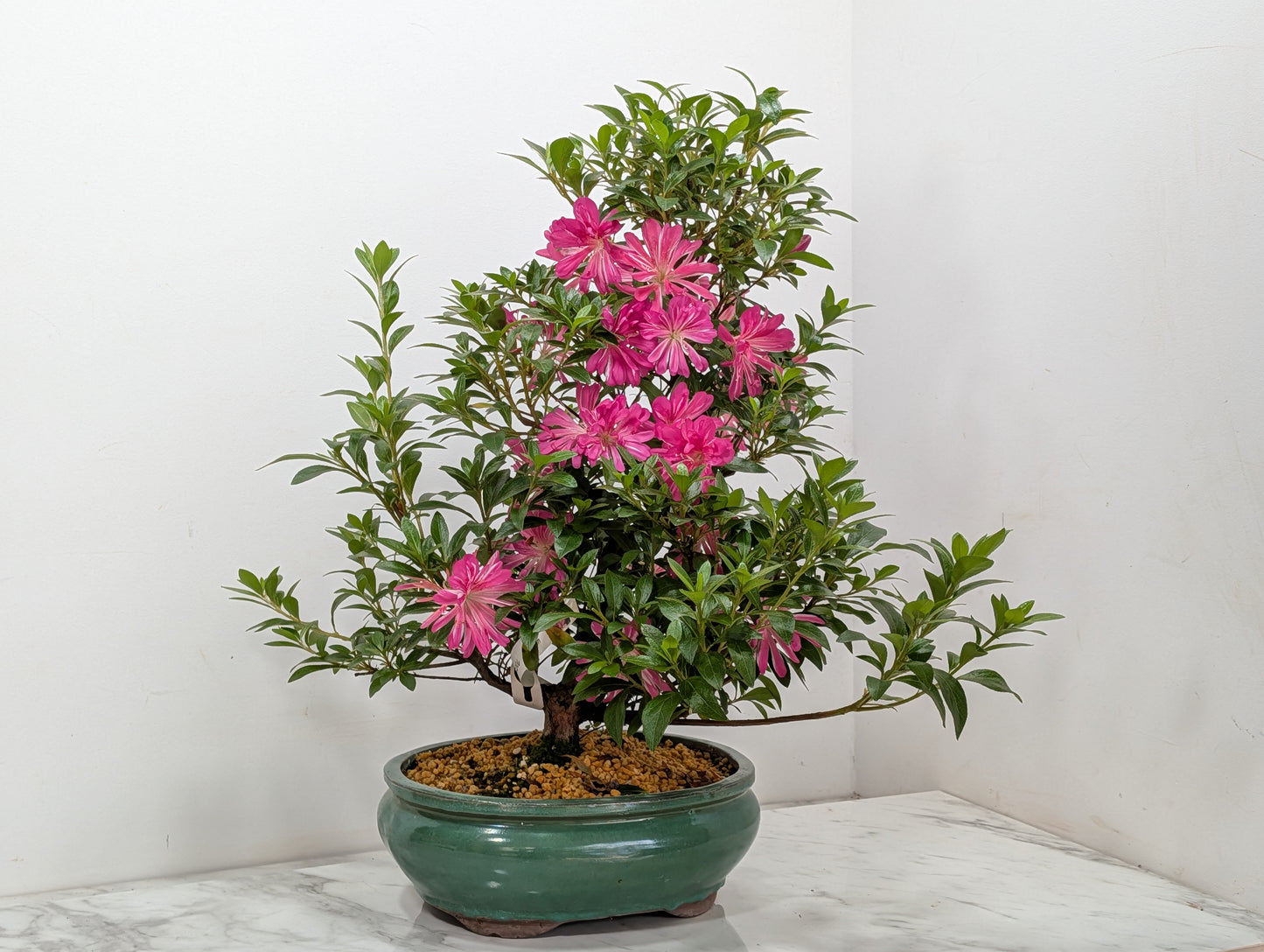 Satsuki Azalea Bonsai & Care Kit