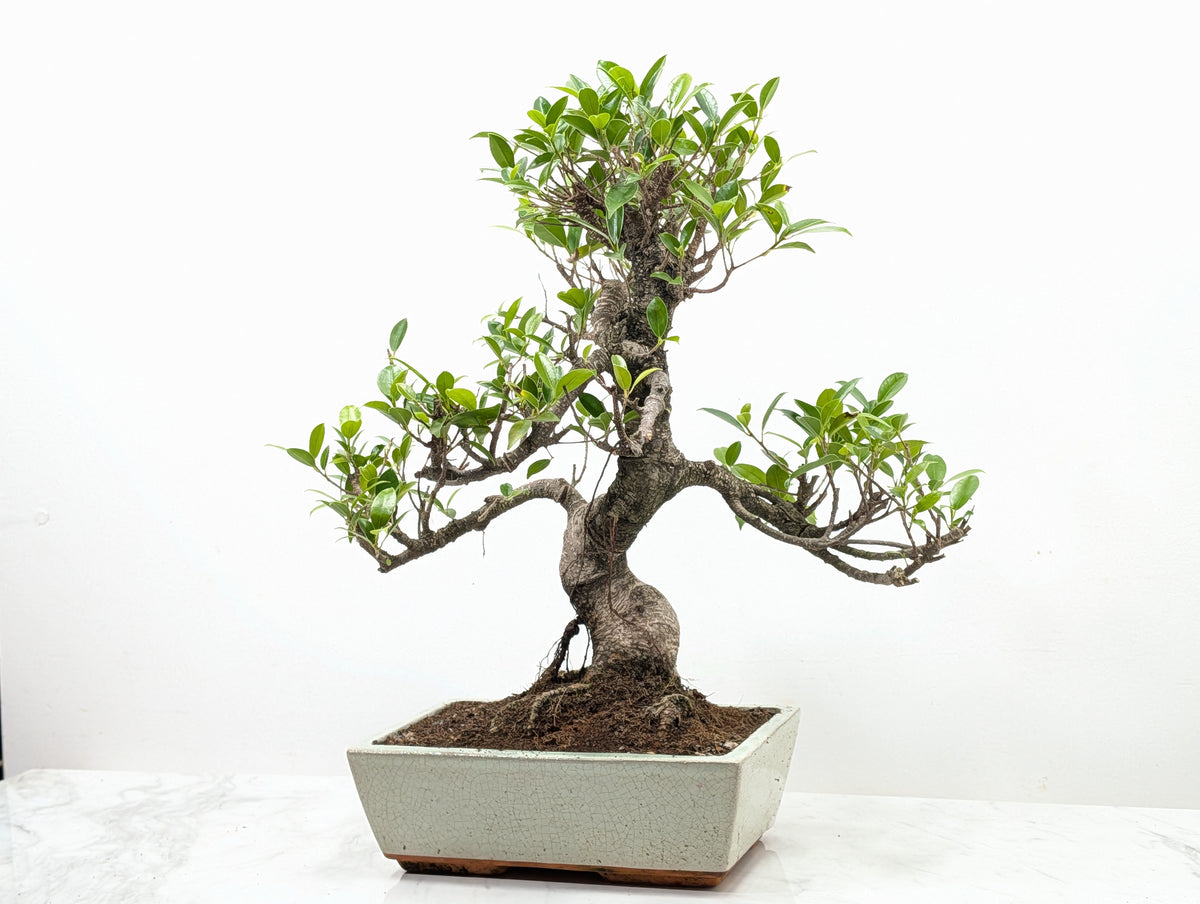 Banyan Fig Bonsai -25cm Cream Pot