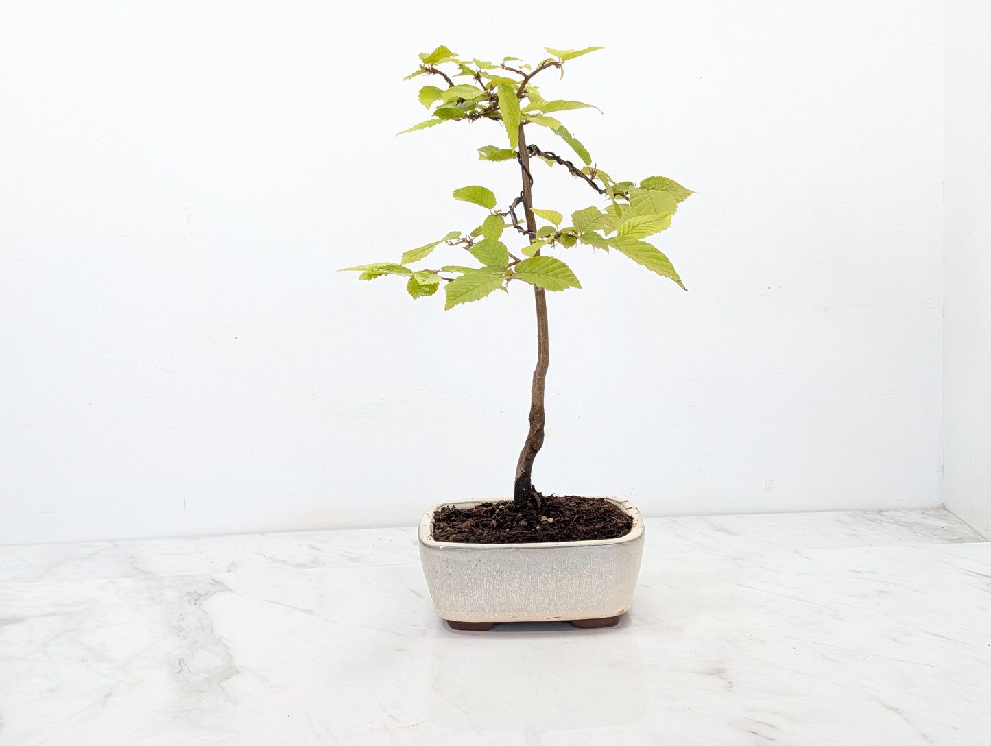 Hornbeam  Starter  Bonsai material