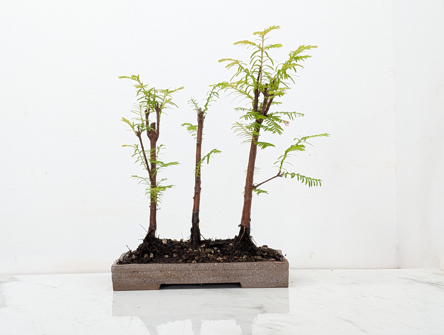 Dawn Redwood Bonsai 3 Tree Group