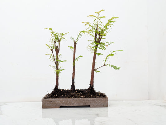Dawn Redwood Bonsai 3 Tree Group