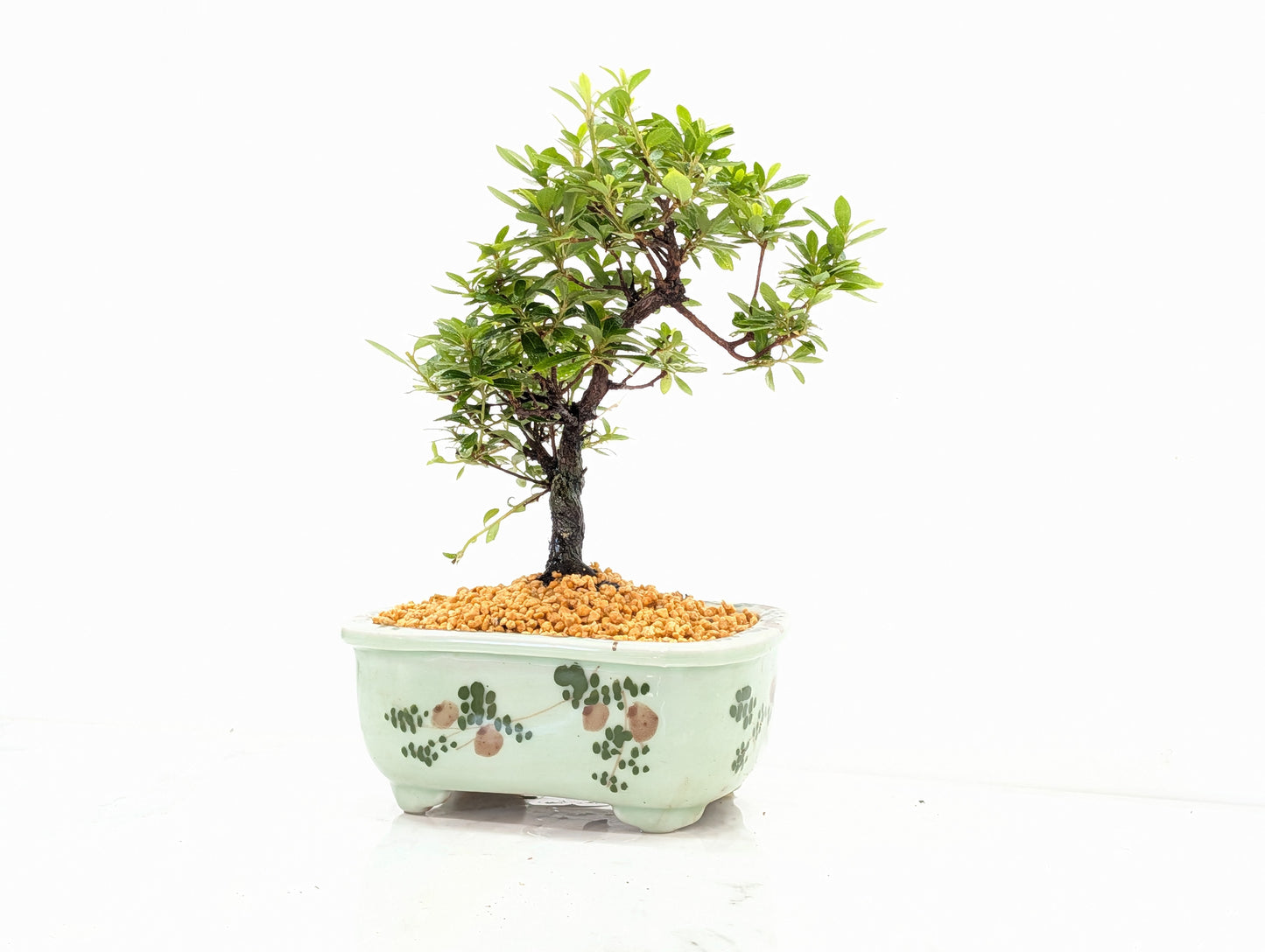 Satsuki Azalea Bonsai & Care Kit