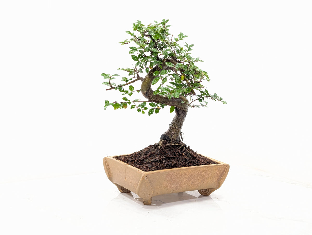 Chinese Elm Bonsai and Care Kit in 22cm Topaz Ceramic Dish
