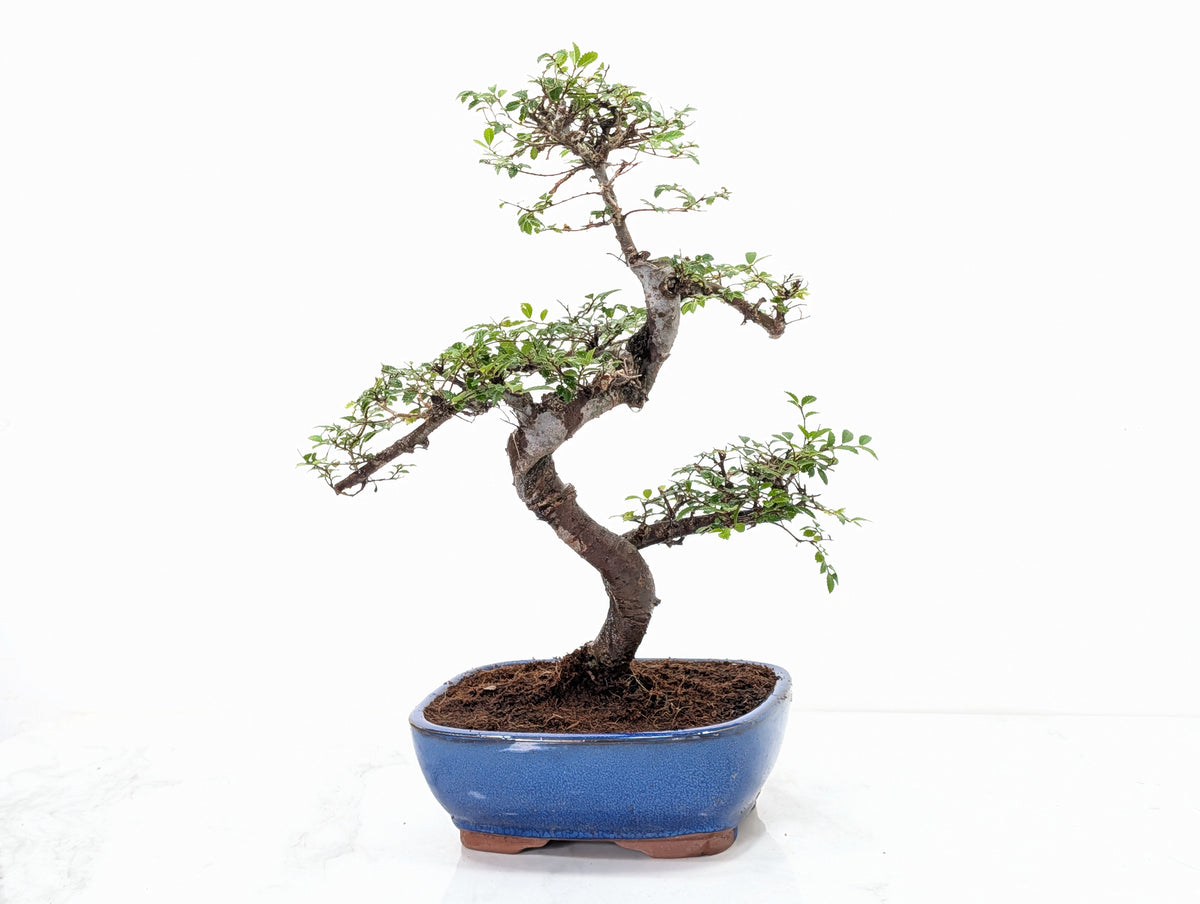 Chinese Elm Bonsai in 19cm Blue Oval  Ceramic & Care Kit