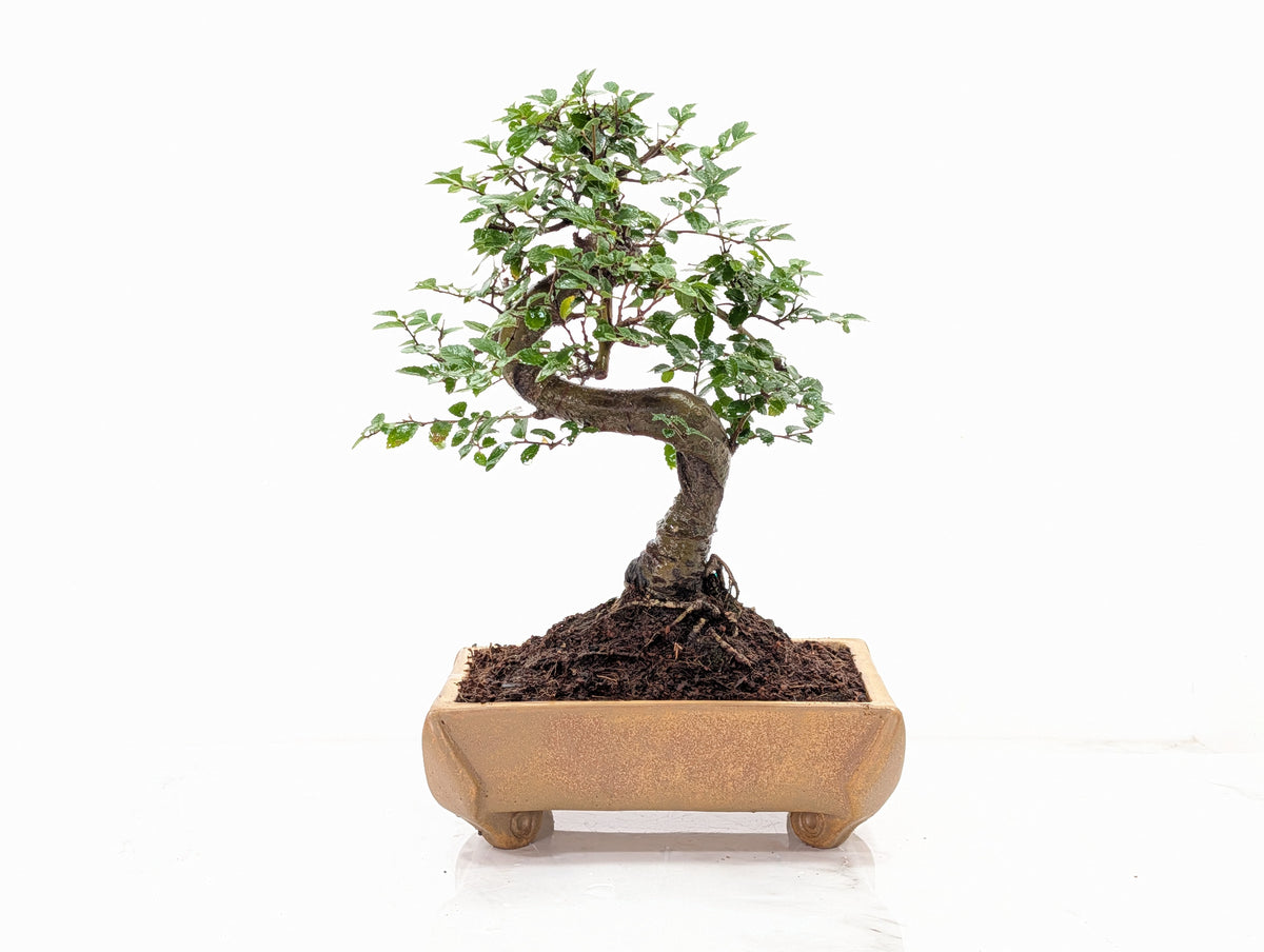 Chinese Elm Bonsai and Care Kit in 22cm Topaz Ceramic Dish
