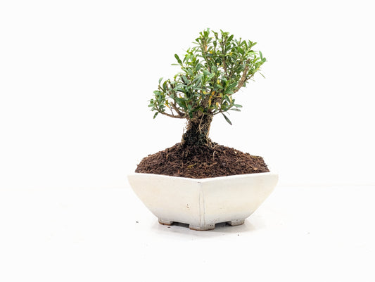 Chinese Box  Bonsai - Buxus  - 17cm Hexagon Dish