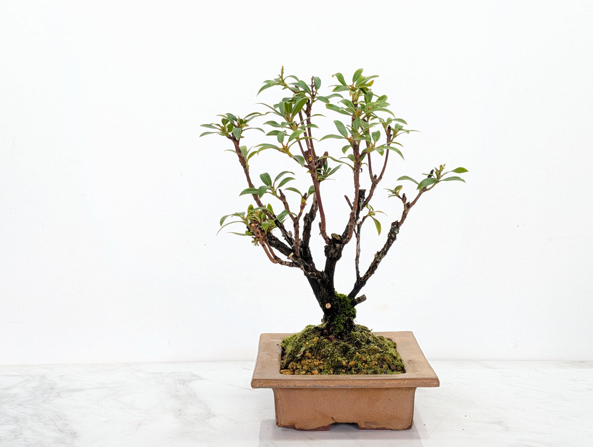 Kalmia Flowering  Bonsai