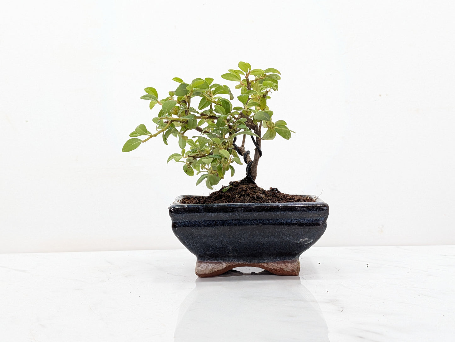 Cotoneaster Bonsai Starter Tree