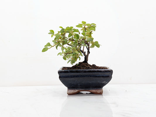Cotoneaster Bonsai Starter Tree