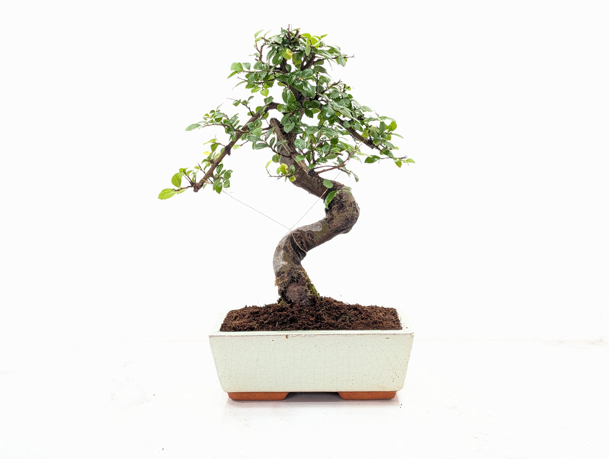 Chinese Elm Bonsai and Care Kit in 18cm Cream Ceramic Pot